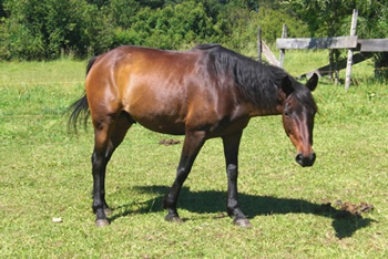 reiten in de Anden, Chile und Argentinien: Criollos Chilenos